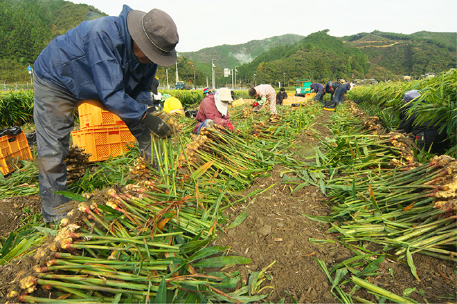 本気ジンジャエール