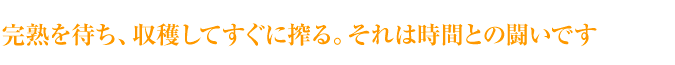 完熟を待ち、収穫してすぐに搾る。それは時間との闘いです