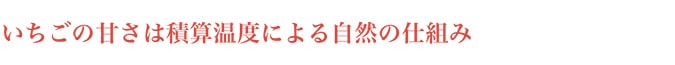 いちごの甘さは積算温度による自然の仕組み