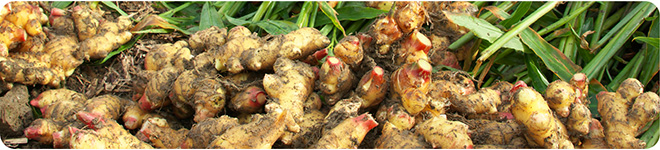 本気ジンジャエール